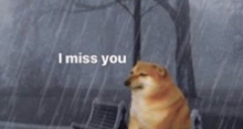 Relationship Stickers For Snapchat, I Miss You Snapchat Stickers, Reaction Pictures For Boyfriend, Missing You Reaction Pic, I Miss You Cat Reaction, Wake Up I Miss You Reaction Pic, I Miss You Funny Pics, Love You Memes For Him, Miss U Reaction Pic