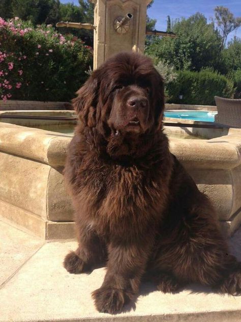 Brown Newfoundland, Brown Newfoundland Dog, Pet Anime, Newfoundland Puppies, Terra Nova, Newfoundland Dog, Fluffy Dogs, Cute Dogs And Puppies, Newfoundland