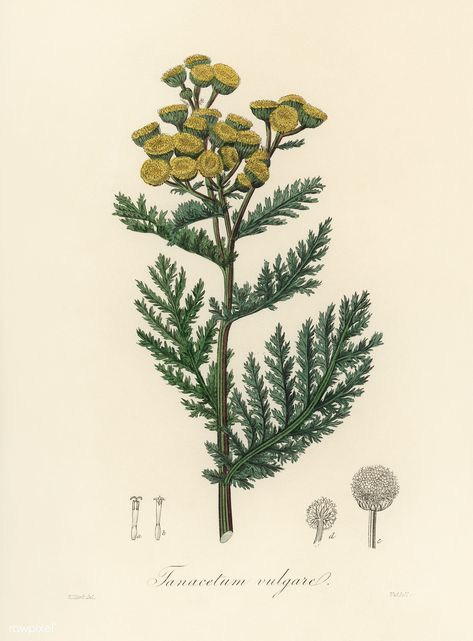 Tansy (Tanacetum vulgare) illustration from Medical Botany (1836) by John Stephenson and James Morss Churchill. | free image by rawpixel.com Tansy Plant, Retro Paintings, Vintage Botanical Illustration, Big Brain, Free Illustration Images, Botanical Illustration Vintage, 8x10 Art Prints, Antique Illustration, Botanical Drawings