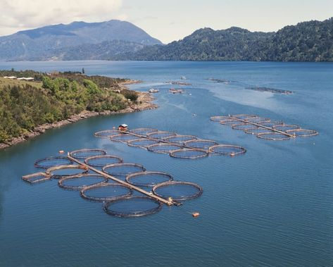 Fish Production, Bee Food, Salmon Farming, Floating Architecture, Aqua Culture, Sustainable Seafood, Sea Level Rise, Health Nut, Fish Farming