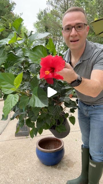 Hibiscus Plant Care Potted, Hibiscus Trees In Pots, Hibiscus Planter Ideas, Hibiscus In Pots, Hibiscus Tree Care, Hibiscus Fertilizer, Home Made Fertilizer, Hibiscus Bush, Flower Fertilizer