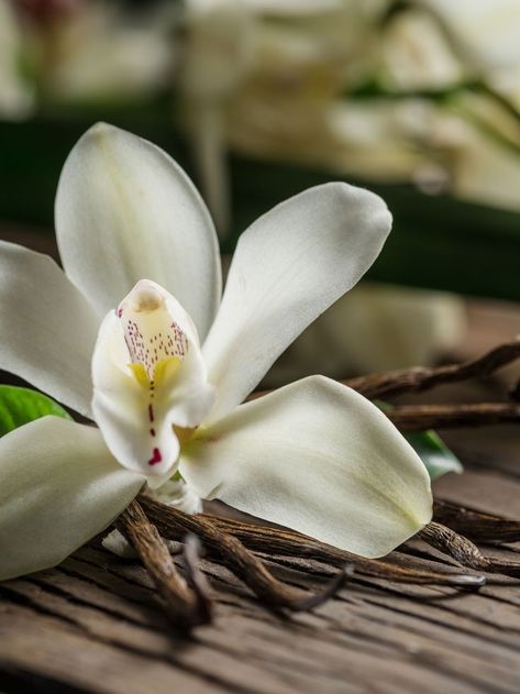 Vanilla Flower Aesthetic, Vanilla Plant Aesthetic, Vainilla Aesthetic, Vanilla Flower Photography, Vanilla Plant Illustration, Vanilla Sticks, Pure Vanilla Perfume, Grow Vanilla, Grow Vanilla Beans