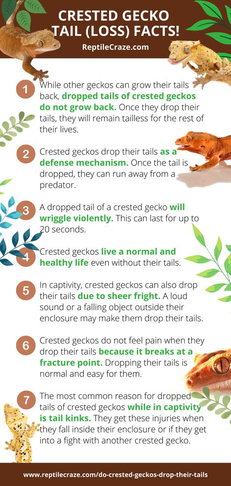 You are probably reading this now as you have seen countless pictures of tailless crested geckos. Hopefully, you are not reading this as your crestie just lost its tail *crossed fingers* If that is the case, will your crestie be okay? Do you need to stop reading this and just run to your vet? Before you head out, give this a read while you collect yourself. Crested Gecko Morphs Guide, Sticky Gecko, Crested Gecko Habitat, Crested Gecko Morphs, Crested Gecko Care, Lizard Types, Gecko Habitat, Gecko Terrarium, Crested Geckos