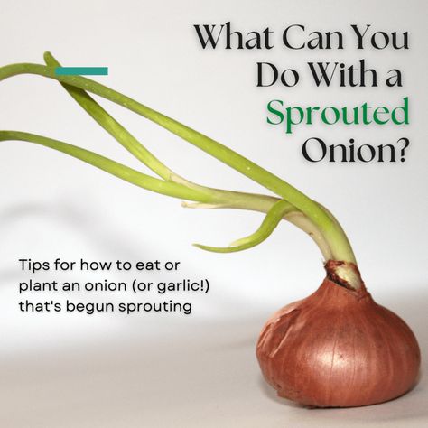 What to Do With an Onion (or Garlic Clove) That Has Sprouted | Dengarden Sprouted Onions, Garlic Shoots, Onion Sprouts, How To Store Garlic, Growing Onions, Planting Onions, Growing Garlic, Garlic Clove, Garlic Bulb