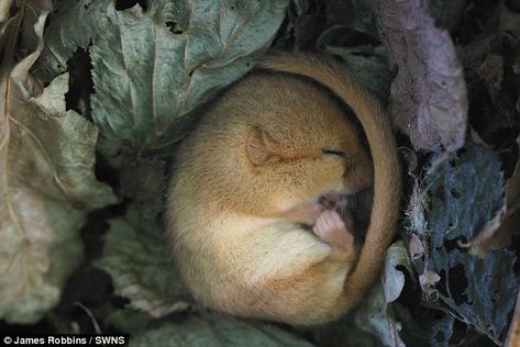 A dormouse has been caught on camera curling up for an epic sleep - as it begins its hiber... Animal Habitats, An Animal, Koala Bear, Zoo Animals, Spirit Animal, The Guardian, Beautiful Creatures, Animal Kingdom, Farm Animals