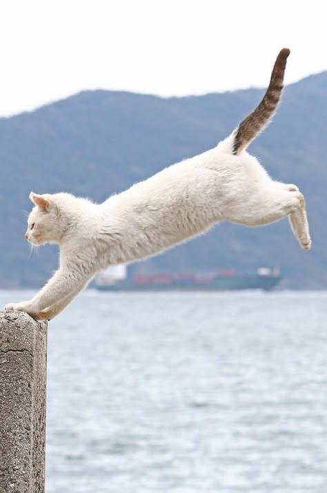 Funny Videos Of Cats, Jumping Cat, Cat Poses, Cat Anatomy, Cat Run, Cat Reference, Dancing Cat, Cat Pose, Cats Artists