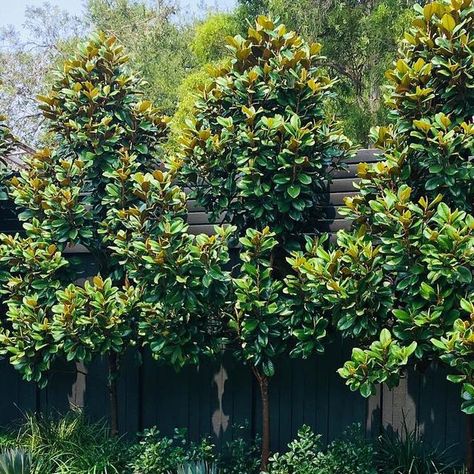 Magnolia Privacy Screen, Magnolia Teddy Bear Hedge, Magnolia Teddy Bear Landscaping, Teddy Bear Magnolia Hedge, Teddy Bear Magnolia, Magnolia Garden, Small Courtyard, Magnolia Gardens, Florida Landscaping