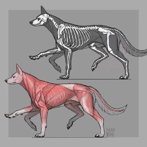 Wolf Anatomy Reference, Dragon Anatomy, Canine Drawing, Cats Art Drawing, Dog Anatomy, Cat Anatomy, Dog Skeleton, Animal Skeletons, Isle Of Dogs