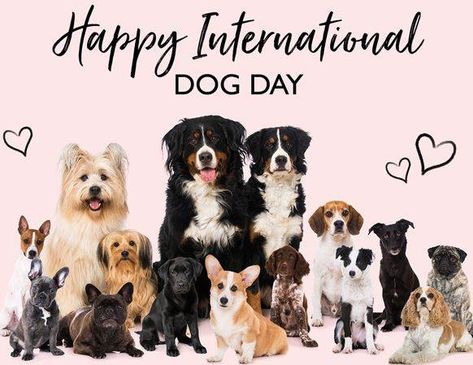 Happy International Dog Day Happy National Dog Day, International Dog Day, National Dog Day, National Days, Dog Day, Pet Day, August 26, Dog Themed, Happy Dogs