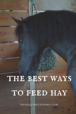 Diy Hay Feeder For Horses, Horse Hay Feeders, Horse Field, Horse Feeding, Horse Pasture, Grooming Horse, Horse Nutrition, Horse Hay, Leg Care