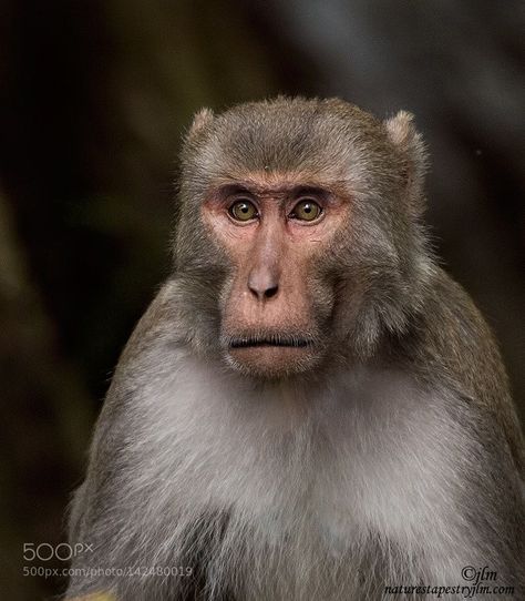 Monkey Pics, Rhesus Monkey, Rhesus Macaque, Ape Monkey, Monkey Face, Mandrill, Monkey Art, Beautiful Night, Face Photography