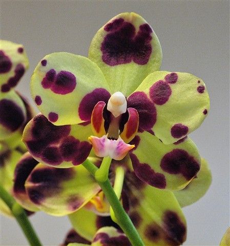 Types Of Orchids, Green Orchid, Exotic Orchids, Orchids Garden, Unusual Flowers, Orchid Care, Beautiful Orchids, Orchid Plants, Unique Flowers