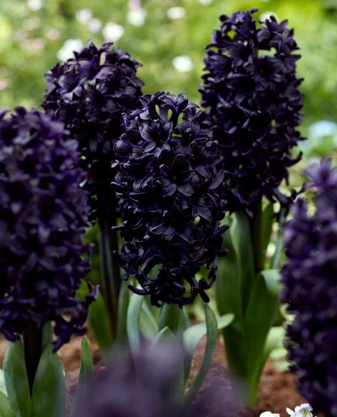 Search: 117 results found for "hyacinth" | Farmer Gracy Farmer Gracy, Botanical Tulip, White Hyacinth, Goth Garden, Magic Witch, Gothic Garden, Witch Garden, Parrot Tulips, Sky Black