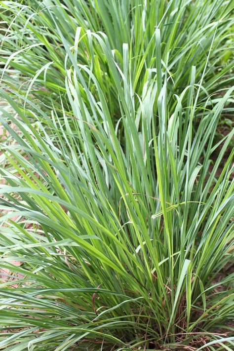 Citronella Grass Plants That Repel Bugs, Mosquito Plants, Petunia Plant, Natural Repellent, Mosquito Repelling Plants, Mint Plants, Natural Pest Control, Garden Shrubs, Plant Information