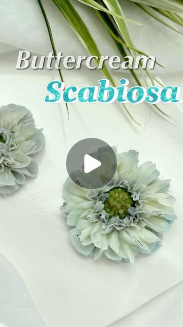 10K views · 1.3K likes | G.G.Cakraft (Joo Hee Kang) on Instagram: "Buttercream Scabiosa by G.G.Cakraft🌸💗" Buttercream Scabiosa, Butter Cream Flowers, Grad Cupcakes, Scabiosa Flower, Buttercream Tutorials, Buttercream Flowers Tutorial, Cupcake Flowers, Frosting Flowers, Cupcake Bouquets