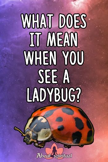 What Does It Mean When You See A Ladybug? 1 Ladybug Symbolism Meaning, Spiritual Meaning Of Ladybugs, Ladybug Spiritual Meaning, Ladybug Symbolism, Good Looking Quotes, Witchy Corner, Ladybug Meaning, Care Thoughts, Ladybug Quotes