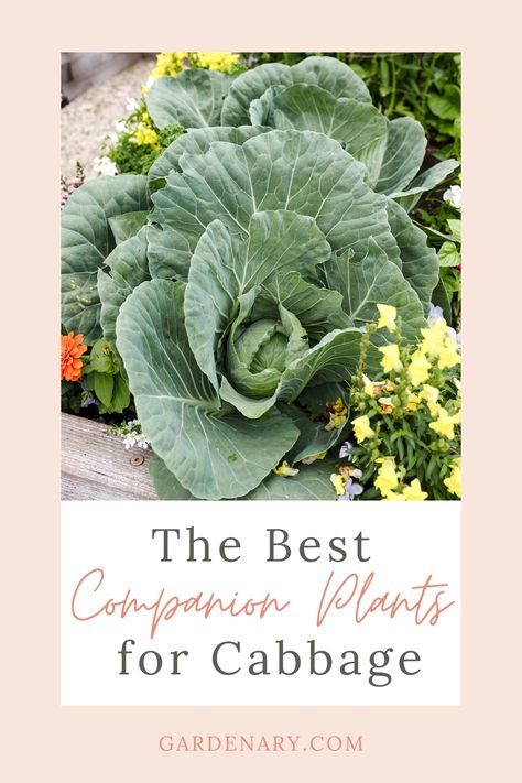 Grow cabbage with your favorite herbs for an extra delicious and successful harvest. Here are the best cabbage companion plants. Grow Cabbage, Best Companion Plants, Personal Garden, Planting Tips, Garden Diary, Savoy Cabbage, Companion Plants, Organic Kitchen, Companion Planting