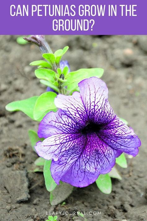 Petunia Care, Wave Petunias, Petunia Plant, Petunia Flower, Purple Petunias, Plant Growing, Flower Pots Outdoor, Growing Tips, Clay Soil