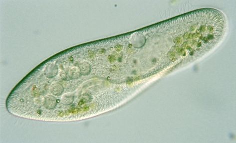 Paramecium Microscope Activity, Microscopic Organisms, Foto Macro, Geometry In Nature, Micro Photography, Microscopic Photography, Citizen Science, Microscopic Images, Pond Life