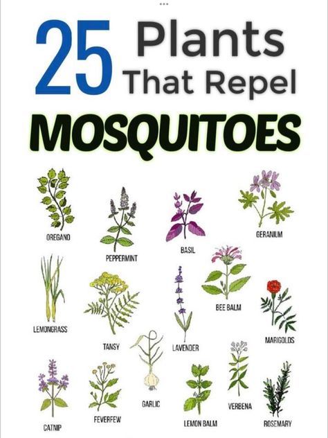 Lemon Tree Garden, Bee Repellent, Mosquito Repellent Plants, Plants That Repel Mosquitoes, Best Mosquito Repellent, Mosquito Repelling, Repellent Plants, Mosquito Repelling Plants, Bee Balm