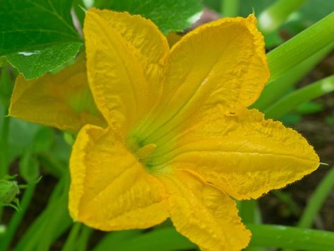 Savoring squash blossoms - www.scliving.coop Baby Squash, Squash Flowers, Squash Plant, Squash Blossoms, Fancy Restaurants, Summer Vegetable, Squash Blossom, Garden Shop, Mulch