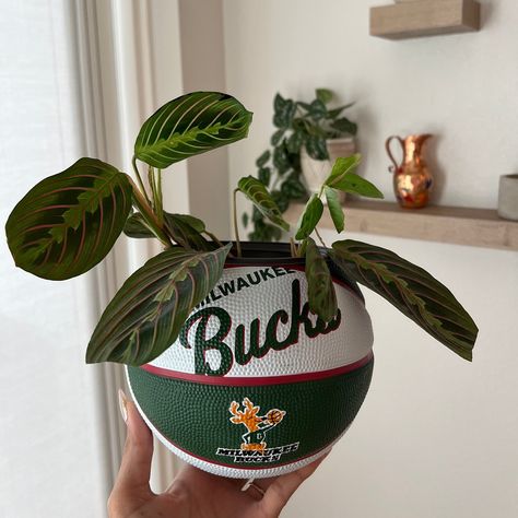 "Elevate your home decor with our exclusive Mini Milwaukee Bucks Basketball Planter! This 5\" wide plastic planter pays homage to Bucks, making it the perfect fusion of sports, plants, and artistry--a must-have for Milwaukee Bucks fans, plant enthusiasts, and admirers of unique art. Product Features: Our Mini Milwaukee Bucks Basketball Planter includes a 5\" wide plastic planter, ready to showcase your favorite plant. This planter fits 4\" plants (the diameter of your plant pot should be 4\"). If you are looking for a larger planter, check out our Original Basketball Planter that fits 6\" plants:  https://www.etsy.com/listing/1248779644/original-basketball-planter-hypebeast. Our planters stand on their own, but a 3\" acrylic stand is also included with your purchase. The removable plastic Boys Apartment Decor, Unique Pots For Plants, Skater Room Decor, Wall Decor College Apartment, Nba Decor, Basketball Planter, Milwaukee Bucks Basketball, Basketball Decor, Men Wall Decor