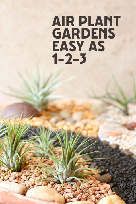 Types Of Air Plants, Air Plants Diy, Air Plant Garden, Plant Display Ideas, Air Plants Decor, Air Plants Care, Air Plant Display, Tillandsia Air Plant, Air Plant Terrarium