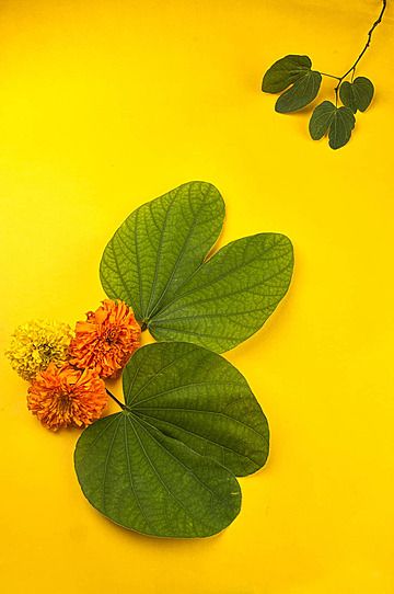 leaf,ramayana,mythalogy,vijaya,culture,god,india,prosperity,auspecious,tree,festival,piliostigma,ram,golden,greeting card,green,celebration,medicine,navami,dashmi,ramleela,happy,flower,marigold,indian,dussera,dasra,ravan,apta,traditional,ravana,puja,symbol,diwali,dusahera,holy,background,deity,durga,worship,raavan,dahan,victory,epic,navratri,gold,religion,holiday,dussehra,hindu Flower Marigold, Dussehra Celebration, Marigold Flowers, Marigold Flower, Happy Flowers, Background Photo, Golden Leaves, Morning Flowers, Good Morning Flowers