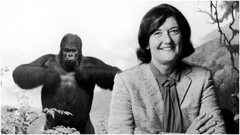 Dian Fossey – The incredible story of the woman who inspired “Gorillas in the Mist” Important Women In History, Eastern Lowland Gorilla, Gorilla Family, Eastern Gorilla, Gorillas In The Mist, Forest Glade, Dian Fossey, Women History, Silverback Gorilla