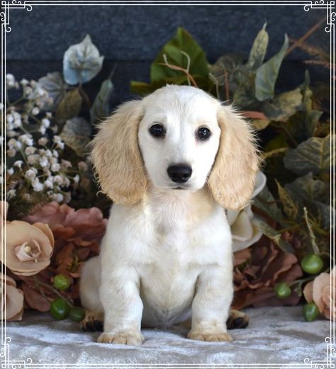 Available Dachshund Puppies for Sale | Down Home Dachshunds Dashounds Puppy, Cream Dachshund Puppy, Cream Dachshund Long Hair, Dauschaund Puppies, Creme Dachshund, Blonde Dachshund, English Cream Dachshund, Mini Doxie, Long Haired Miniature Dachshund