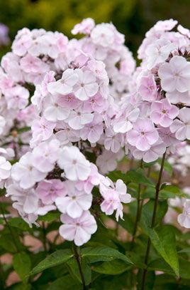 perennial phlox 'Monica Lynden-Bell' Phlox Flowers, Phlox Paniculata, Flowering Perennials, Plant Types, Fragrant Garden, Herbaceous Border, English Cottage Garden, Cut Flower Garden, Propagating Plants