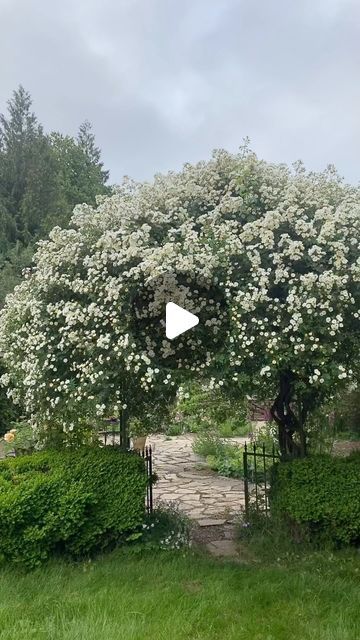 Susan on Instagram: "The queen of the garden…. Rambling Rector. 

I post this each spring as I think she is spectacular.  Countless lovely delicate blooms that thousands of bees visit daily.

#june#ramblingrose#ramblingrector#spring
#roses#climbing #climbingrose#rambler
#juneflowers#springflowers#cottagegarden
#inmygardennow#welcometomygarden
#tangledgardens#arbor" Roses Climbing, Rambling Roses, Rose Arbor, E Flowers, Spring Roses, Climbing Roses, Arbor, The Queen, The Garden