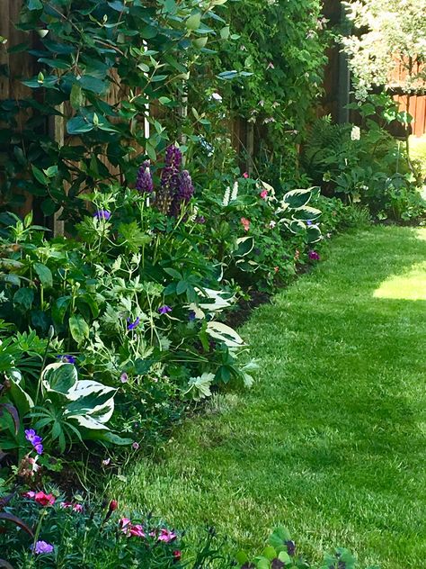 This border has damp clay soil north facing along a fence. Plants used include hostas, lupins, hardy geraniums (rosanne), and phloxes Garden North Facing, North Garden Ideas, Shady Garden Border, Shady Borders Uk, North Facing Garden Uk, Shaded Border Ideas, Narrow Garden Border Ideas, Shady Border Planting Plan, North East Facing Garden