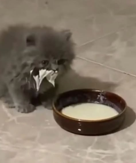 Drinking Milk, Ugly Cat, Kitten Photos, Kitty Images, Cat Drinking, Kitten Pictures, Silly Animals, Fluffy Cat, Funny Cat Pictures