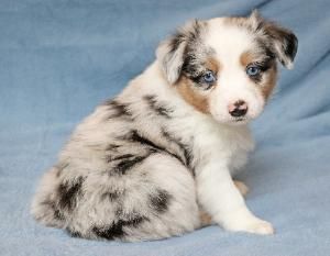 Toy Aussies, Toy Aussie Shepherd, Teacup Australian Shepherd, Red Tri Australian Shepherd Puppy, Toy Australian Shepherd Puppy, Australian Shepherd Miniature, Australian Puppies, Mini Aussie Puppy, Miniature Australian Shepherd Puppies