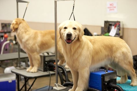 The Golden Retriever’s lustrous coat, ranging from liquid amber to a light red, matches the breed’s 14-karat loving heart. With soft, friendly eyes, this enthusiastic sporting group member, family companion, and therapy dog is completely devoted to its people. Want to make sure your butterscotch beauty keeps the glam on? Here’s an easy guide to […] The post How to Groom a Golden Retriever: Keeping Goldens in 14-K Gold Grooming appeared first on American Kennel Club. How To Groom Golden Retriever, Golden Retriever Summer Cut, Golden Retriever Grooming Tips, Grooming A Golden Retriever, How To Trim A Golden Retriever, How To Groom A Golden Retriever At Home, Golden Retriever Haircut Styles, Grooming Golden Retriever, Golden Retriever Grooming Styles