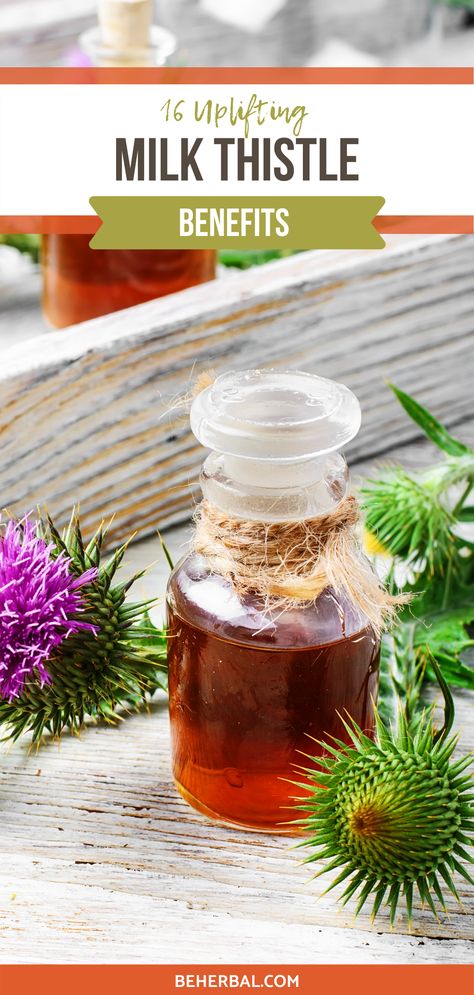 Health Benefits Of Milk Thistle, Milk Thistle Plant, Milk Thistle Benefits For Women, Survivor Diet, Thistle Benefits, Benefits Of Milk Thistle, Milk Thistle Benefits, Milk Thistle Supplement, Liver Tonic