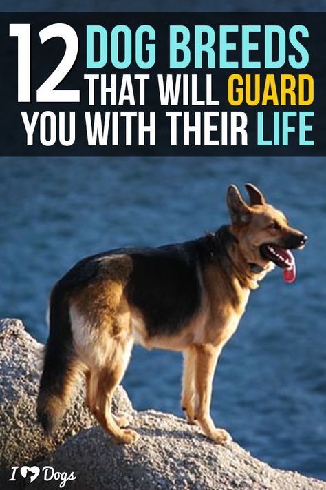 Best Livestock Guard Dogs, Dog Protecting Owner, Protective Family Dogs, Personal Protection Dog Training, Jarman Safed Dog, Farm Dogs Breeds, Best Family Dogs, Cake Measurements, Best Guard Dog Breeds