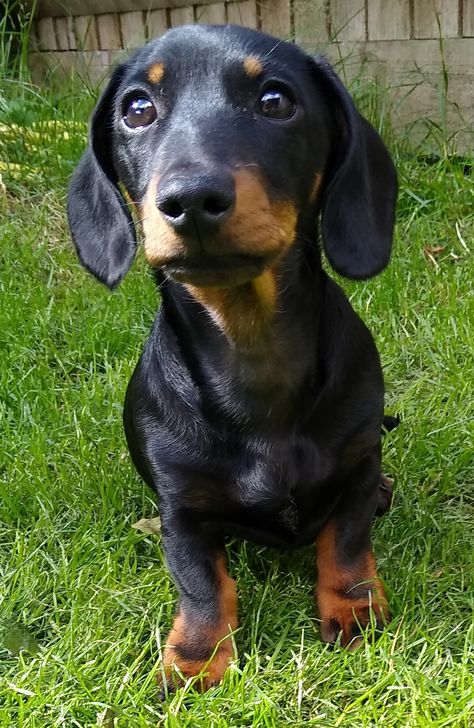 Miniature Dachshund, Miniature Dachshund Puppy, Sausage Dog Puppy, Doxie Puppy smooth haired miniature Dachshund, black and tan dachshund Black And Tan Sausage Dog, Dachshund Temperament, Sausage Dog Puppy, Tan Dachshund, Black And Tan Dachshund, Black Dachshund, Baby Dachshund, Dachshund Puppy Miniature, Miniature Dachshund