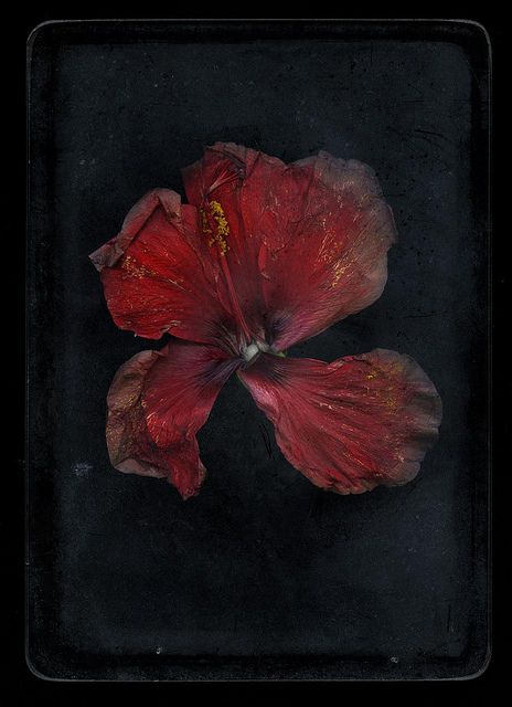 Billy Kidd, Screen Wallpapers, Arte Inspo, Red Aesthetic, Memento Mori, Red Flower, Pics Art, Dark Aesthetic, Red Flowers