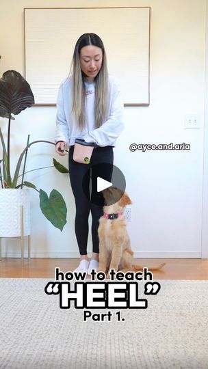 Leash Training Puppy, Puppy Time, Dog Commands, Service Dog Training, Aussie Puppies, Basic Dog Training, House Training Dogs, Dog Training Advice, Puppy Training Tips