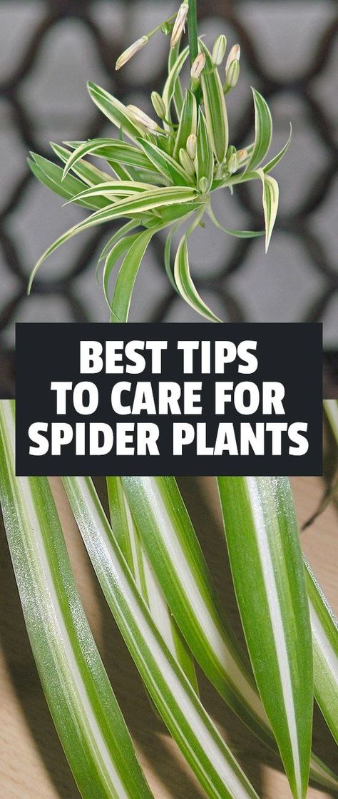 Learn exactly how to care for the spider plant, one of the easiest and most forgiving houseplants to grow. Spider Plant Care, Chlorophytum Comosum, Plant Hanging, Household Plants, Plant Care Houseplant, Spider Plant, Hanging Ideas, Planting Ideas, Inside Plants