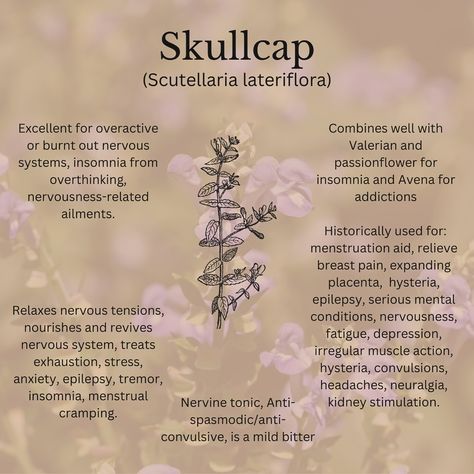 Ever heard of Skullcap? It’s been used for centuries to relax nerves, ease insomnia, and support mental well-being. Learn more about its benefits and how to grow it in our latest blog! Visit the website through the link in my bio! #skullcap #herbalmedicine #plantmedicine #insomniarelief #alternativehealing #tea #herbalism #healyourself #natureheals #herbalremedies Chinese Skullcap Benefits, Skullcap Magical Properties, Skullcap Benefits, Medicinal Herbs Remedies, Witchy Garden, Magickal Herbs, Medicinal Herbs Garden, Holistic Recipes, Medical Herbs