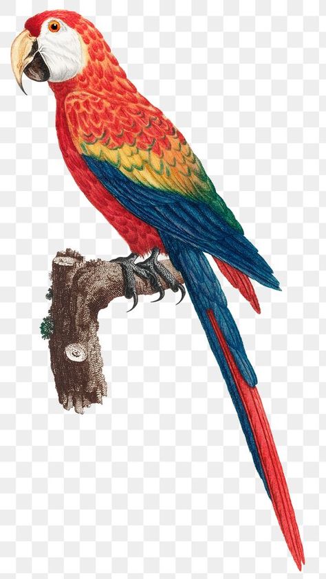 Macaw Bird, Unicorn Wallpaper Cute, Bird Png, Vintage Bird Illustration, Eclectic Wallpaper, Jungle Birds, Scarlet Macaw, Vintage Parrot, Jungle Illustration