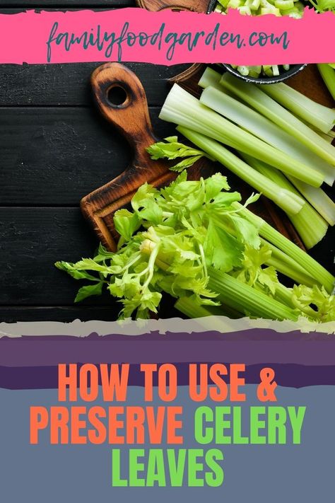 Tossing celery leaves in the bin is no longer necessary, and this guide by Family Food Garden will show you how to use and preserve celery leaves. The leaves are actually quite tasty and flavourful and are an amazing addition to stocks and soups. You can also use celery leaves to enhance the flavor of your gravies. Add it raw to your salads or preserve them for later use. For more ideas and tips, check out our article here. #UseCeleryLeaves #PreserveCeleryLeaves #CeleryLeaves #CeleryLeafRecipes Dehydrated Celery Leaves, How To Use Celery Leaves, What To Do With Celery Leaves, How To Preserve Celery, Celery Leaf Recipe, Celery Leaves Recipe, Celery Leaves What To Do With, Preserving Celery, Preserve Celery