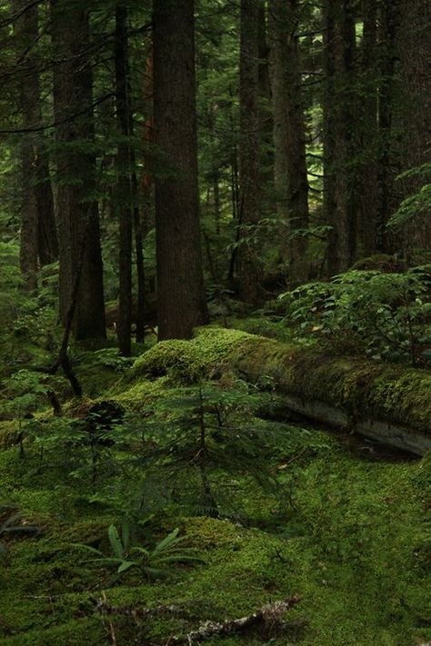 Thick Forest Aesthetic, Drama Stimulus, Thick Forest, Mossy Forest, Dark Forest Aesthetic, Bawah Air, Forest Aesthetic, Forest Photos, Wild Forest