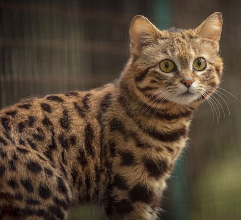 Cat Hunting, Black Footed Cat, Wild Cat Species, Small Wild Cats, Sand Cat, Cat Species, Success Rate, Kitty Cats, Warrior Cats