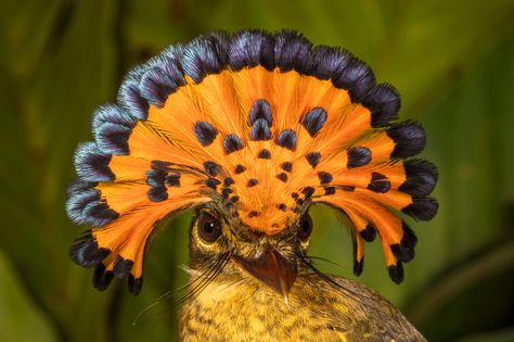 Wildlife Conservation Society's favourite pictures of 2016 Royal Flycatcher, Peacock Ring, Bird Ring, Animal Ring, Blue Gemstone Rings, Nature Inspired Rings, Colorful Bird, Animal Rings, Wildlife Conservation