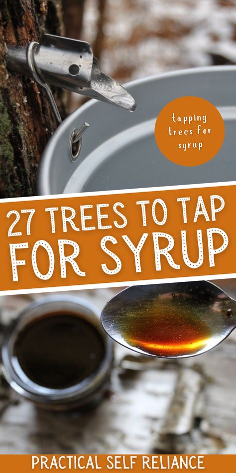 Trees To Tap For Syrup, How To Get Maple Syrup From A Tree, How To Tap Trees For Syrup, Maple Syrup Tree Tapping, How To Tap Maple Trees, Tapping Trees For Syrup, Tap Maple Tree, Maple Syrup Tapping, Making Syrup