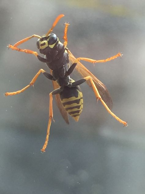 Wasp. Yall should check out my other pins please im yearning for attention Wasps Aesthetic, Wasp Photography, Wasp Oc, Wasp Aesthetic, Crow Story, Paper Wasp, Wasp Stings, Pony Rider, Orange Socks